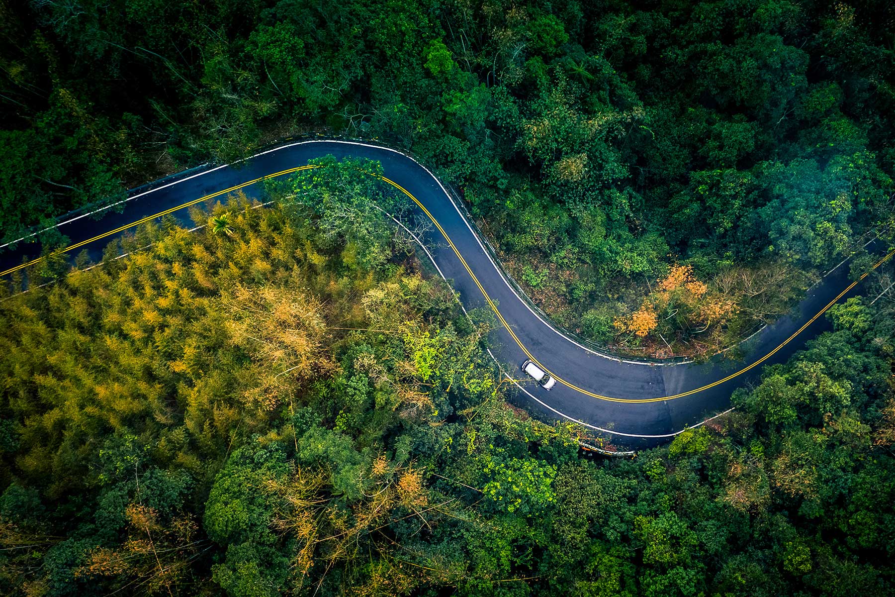 Aerial view of a car driving along a winding road that cuts through a dense forest, with trees stretching out in all directions and the road weaving like a ribbon through the greenery.