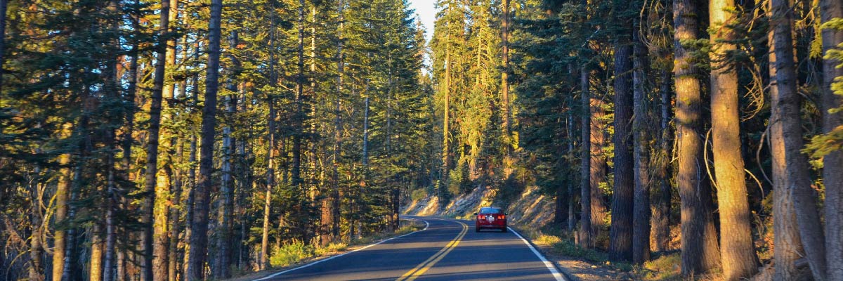 A car drives along a narrow road winding through a dense forest of towering redwood trees, surrounded by lush greenery and dappled sunlight filtering through the canopy